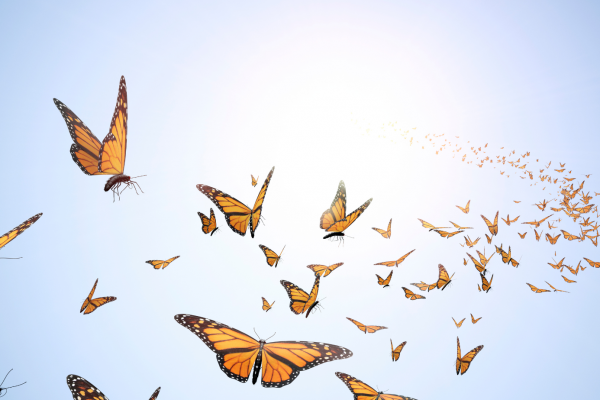 Homeschool Adventures Monarch Migration Cover 2