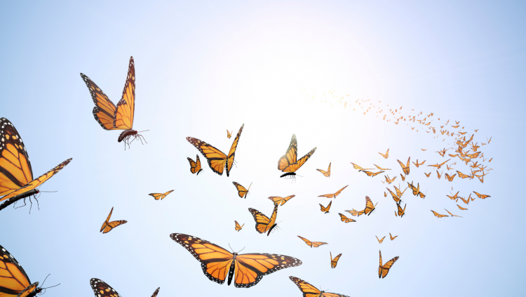 Homeschool Adventures Monarch Migration Cover 2